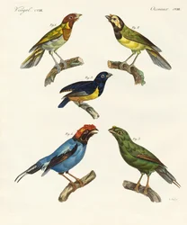 Beautiful Foreign Birds