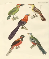 Beautiful Foreign Birds