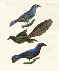 Beautiful Foreign Birds