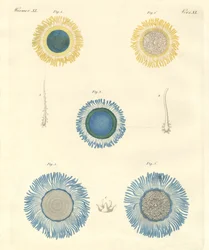 Beautiful Medusas