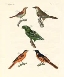 Beautiful and strange foreign birds