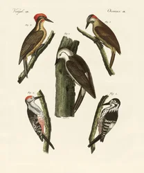 Beautiful Woodpeckers