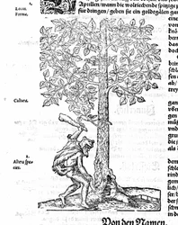 Beaver Hunt - in De stirpium by Hieronimus Bock