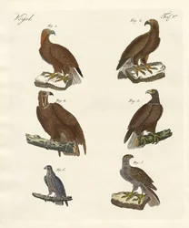 Birds of prey