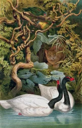 Black-Necked Swan, plate from Brehms Tierleben: Allgemeine Kunde des Tierreichs, vol.6, p.598, published by Bibliographisches Institut, 1892