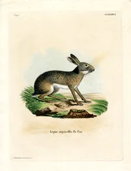 Black-naped Hare