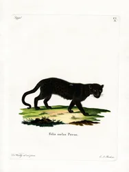 Black Leopard