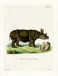 Black Rhinoceros