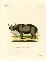 Black Rhinoceros