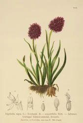 Black Vanilla Orchid