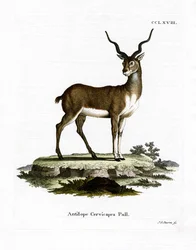 Blackbuck