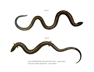 Blindworm