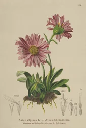 Blue Alpine Daisy
