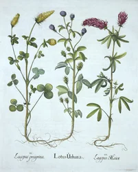 Blue Troginella, Yellow Clover, Red Wood Clover, from Hortus Eystettensis