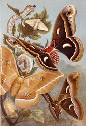 Bombycoid Moths, plate from Brehms Tierleben