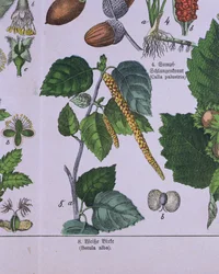 Branch of a Silver Birch Tree, from a book about Carolus Linnaeus system of classification by G.H. von Schubert