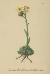 Braun
