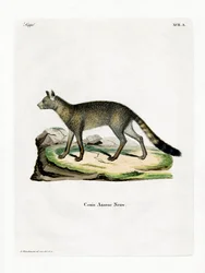 Brazilian Fox