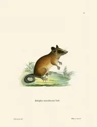 Brazilian Gracile Mouse Opossum