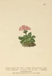 Broadleaf Primrose
