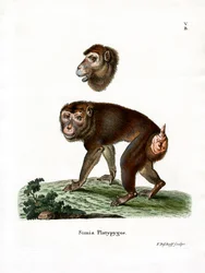 Brown Baboon