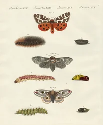 Butterflies - Night Butterflies