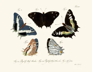 Butterflies