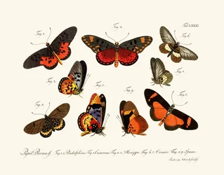 Butterflies