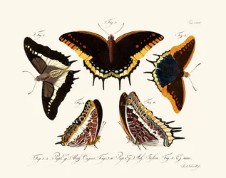 Butterflies
