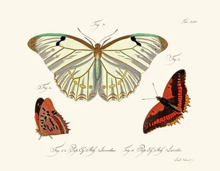 Butterflies