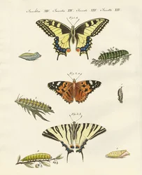 Butterflies