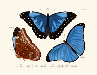 Butterflies