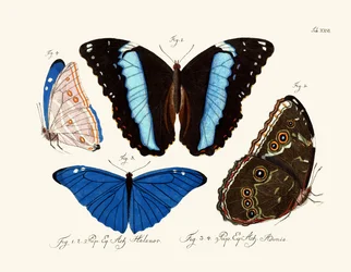 Butterflies
