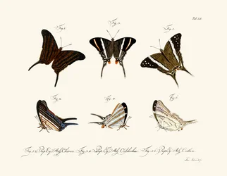 Butterflies