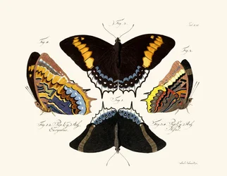 Butterflies