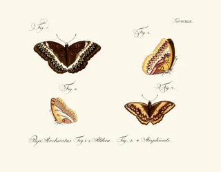 Butterflies