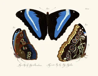 Butterflies