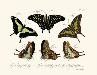 Butterflies