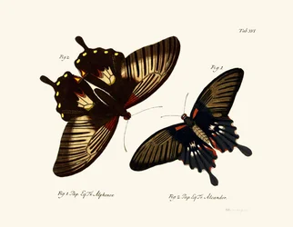 Butterflies