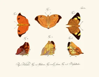 Butterflies