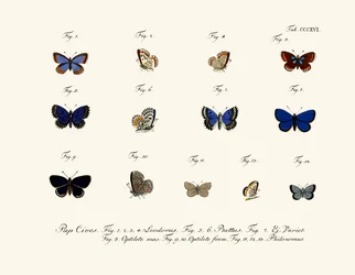 Butterflies
