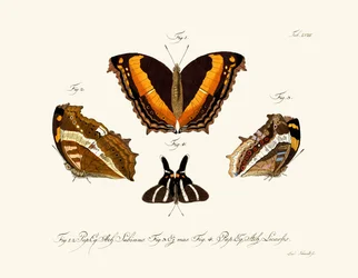 Butterflies