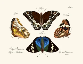 Butterflies