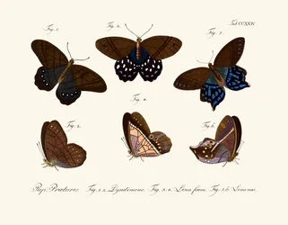 Butterflies