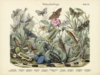 Butterflies