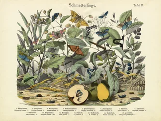 Butterflies