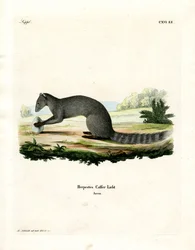 Cape Grey Mongoose