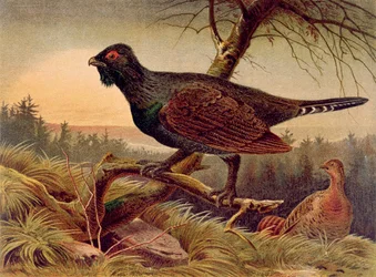 Capercaillie, plate from Brehms Tierleben