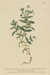 Carinthian Mouse-ear