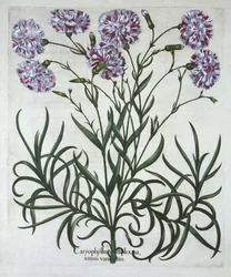 Carnation, from Hortus Eystettensis